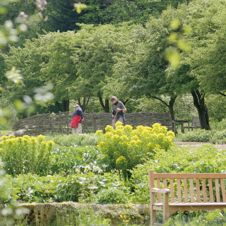 Guided Tour Of The Medicinal Herb Garden Wala Guided Tours