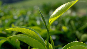 Tea - Camellia sinensis Tea - Camellia sinensis