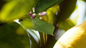 Lemon - Citrus limon Lemon - Citrus limon