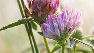 Red Clover - Trifolium pratense Red Clover - Trifolium pratense