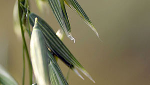 Common Oat - Avena sativa Common Oat - Avena sativa