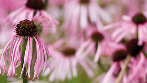 Pale-purple coneflower - Echinacea pallida Pale-purple coneflower - Echinacea pallida