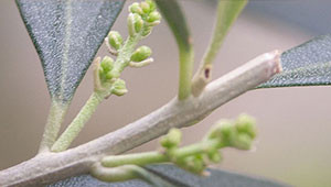 Olive - Olea europaea Olive - Olea europaea