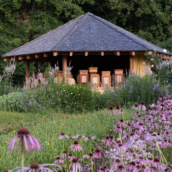 Guided tour of the medicinal herb garden: the heart of WALA