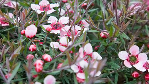 Manuka - Leptospermum scoparium Manuka - Leptospermum scoparium