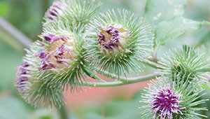 Greater Burdock - Arctium lappa Greater Burdock - Arctium lappa