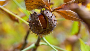 Horse Chestnut - Aesculus hippocastanum Horse Chestnut - Aesculus hippocastanum