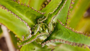 Bryophyllum - Kalanchoë daigremontiana Bryophyllum - Kalanchoë daigremontiana