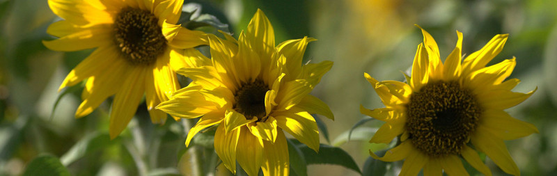 Sunflower - Helianthus annuus Sunflower - Helianthus annuus