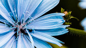 Chicory - Cichorium intybus Chicory - Cichorium intybus