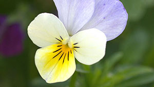 Wild Pansy - Viola tricolor Wild Pansy - Viola tricolor
