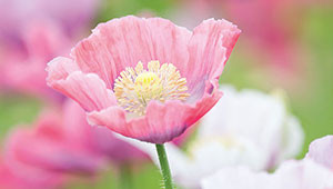 White Poppy - Papaver somniferum White Poppy - Papaver somniferum
