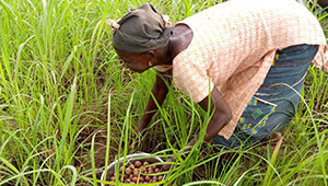 Sheabutter aus Burkina Faso Sheabutter aus Burkina Faso