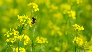 Mustard - Brassica nigra Mustard - Brassica nigra