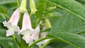 Sesame - Sesamum Indicum Sesame - Sesamum Indicum