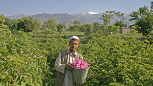 Dr. Hauschka Ätherisches Rosenöl aus Afghanistan