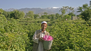Dr. Hauschka Ätherisches Rosenöl aus Afghanistan Dr. Hauschka Ätherisches Rosenöl aus Afghanistan