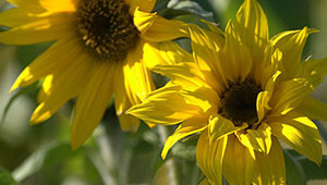 Sunflower - Helianthus annuus Sunflower - Helianthus annuus