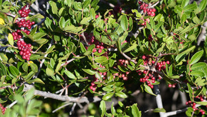 Mastix tree - Pistacia lentiscus Mastix tree - Pistacia lentiscus