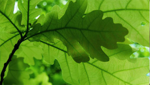 Eiche - Quercus robur