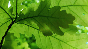 Oak - Quercus robur Oak - Quercus robur