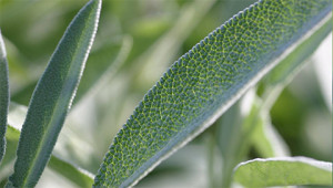 Sage - Salvia officinalis Sage - Salvia officinalis