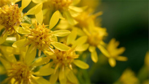 Goldenrod - Solidago virgaurea Goldenrod - Solidago virgaurea