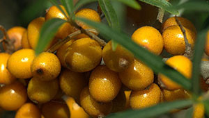 Sea Buckthorn - Hippophae rhamnoides Sea Buckthorn - Hippophae rhamnoides