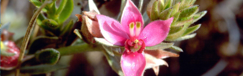 Ratanhia - Krameria triandra Ratanhia - Krameria triandra