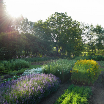 Guided tour of the medicinal herb garden. Fragrance Seminar