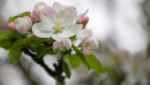 Apple - Malus domestica Apple - Malus domestica