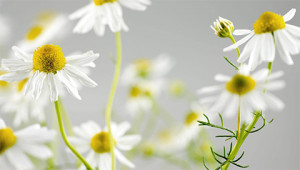 German Chamomile - Chamomilla recutita German Chamomile - Chamomilla recutita