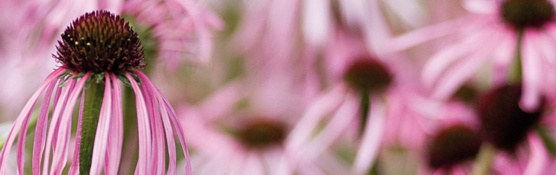 Pale-purple coneflower - Echinacea pallida Pale-purple coneflower - Echinacea pallida