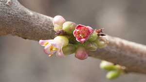 Myrrh - Commiphora molmol Myrrh - Commiphora molmol