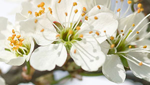Blackthorn - Prunus spinosa Blackthorn - Prunus spinosa