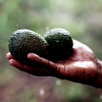 Guided tour of the medicinal herb garden. Lecture on avocado oil partnership with LIMBUA