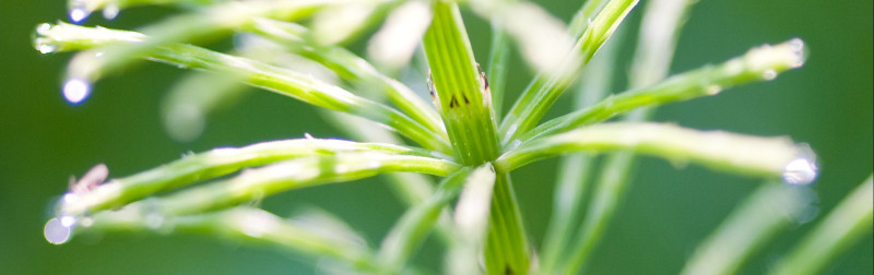 Field Horsetail - Equisetum arvense Field Horsetail - Equisetum arvense