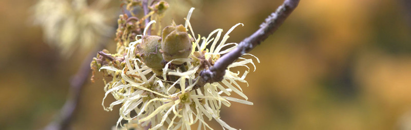 Zaubernuss - Hamamelis virginiana Zaubernuss - Hamamelis virginiana