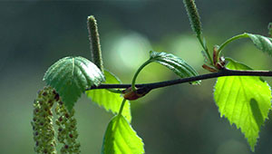 Birch - Betula pendula Birch - Betula pendula