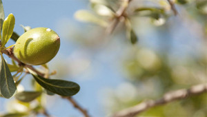 Argan tree - Argania spinosa Argan tree - Argania spinosa