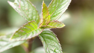 Peppermint - Mentha piperita Peppermint - Mentha piperita