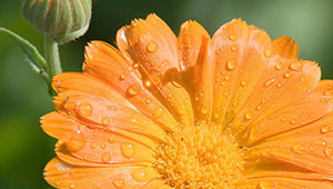 Marigold - Calendula officinalis Marigold - Calendula officinalis