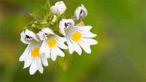 Eyebright - Euphrasia officinalis Eyebright - Euphrasia officinalis