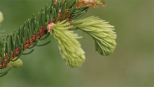Norway Spruce - Picea abies Norway Spruce - Picea abies