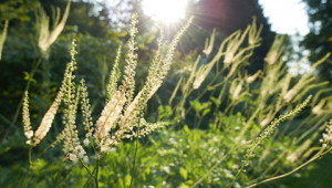 Dr. Hauschka Kosmetik ohne Tierversuch Dr. Hauschka Kosmetik ohne Tierversuch