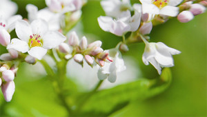 Buckwheat - Polygonum fagopyrum Buckwheat - Polygonum fagopyrum