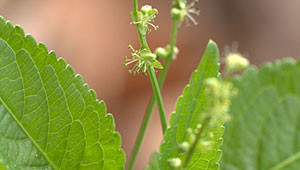 Dog´s Mercury - Mercurialis perennis Dog´s Mercury - Mercurialis perennis