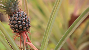 Pineapple - Ananas comosus Pineapple - Ananas comosus