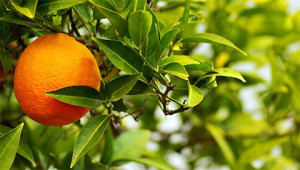 Bitter Orange - Citrus aurantium amara Bitter Orange - Citrus aurantium amara