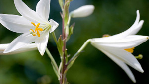 Madonna Lily - Lilium candidum Madonna Lily - Lilium candidum